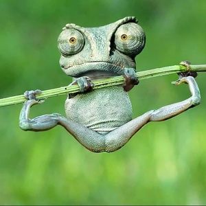 Meet your Posher, Viona